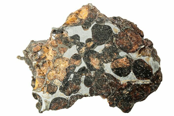 Polished Sericho Pallasite Meteorite ( g) - Kenya #242958